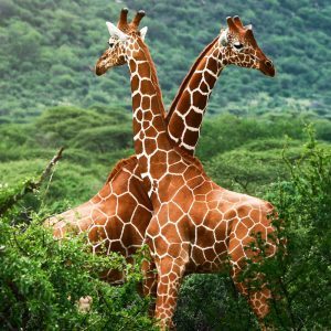 south-africa-giraffe
